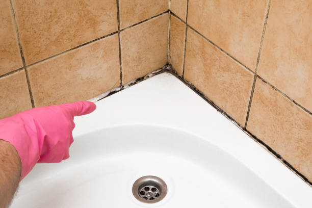 Best Affordable Mold Removal  in Larchmont, NY